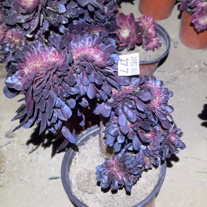 黑铜壶……多肉植物的