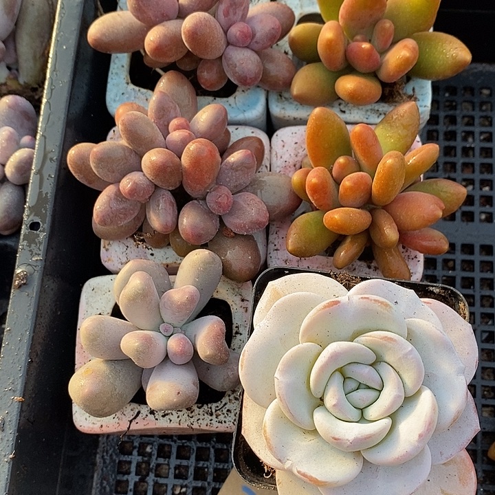 哈****无花朵2905号一物一拍芒果