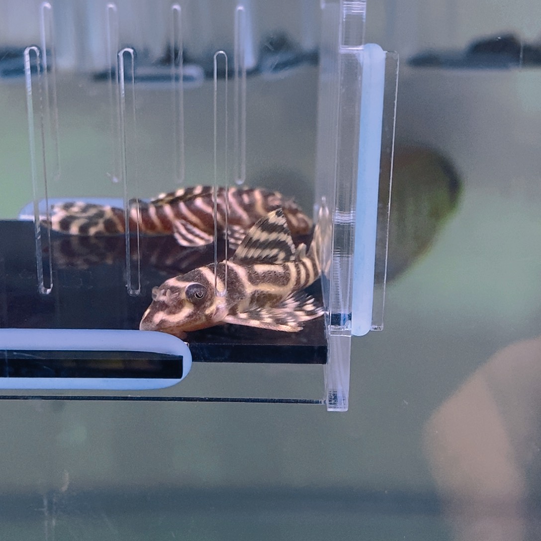 清道夫鱼皇室迷宫41号