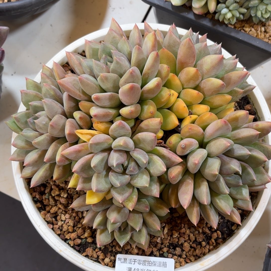 1719红象牙多肉植物