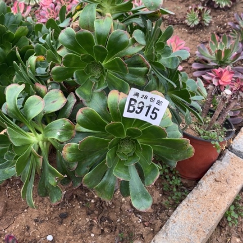 915拉丝锦不包断枝