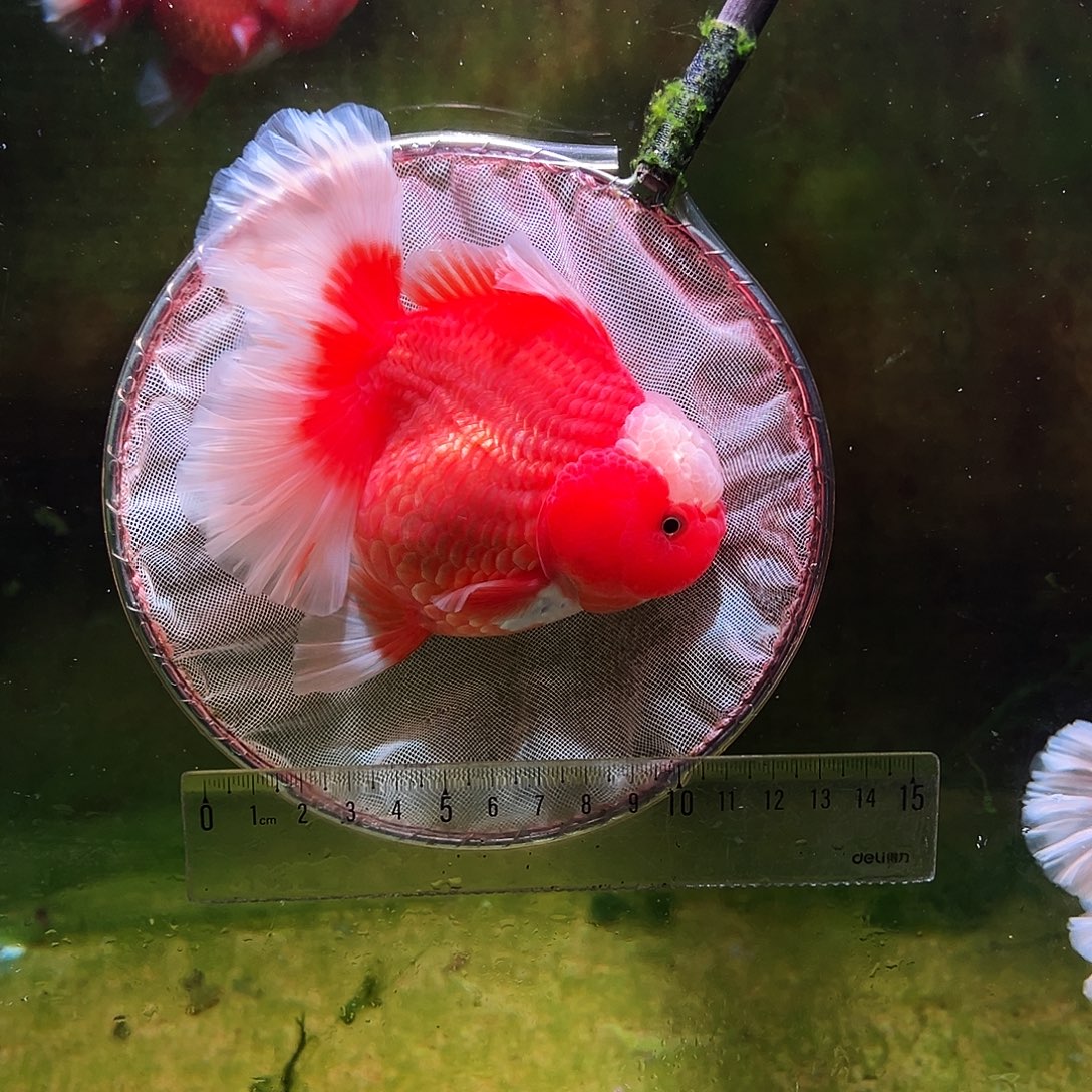 金鱼百褶泰狮冷水金鱼