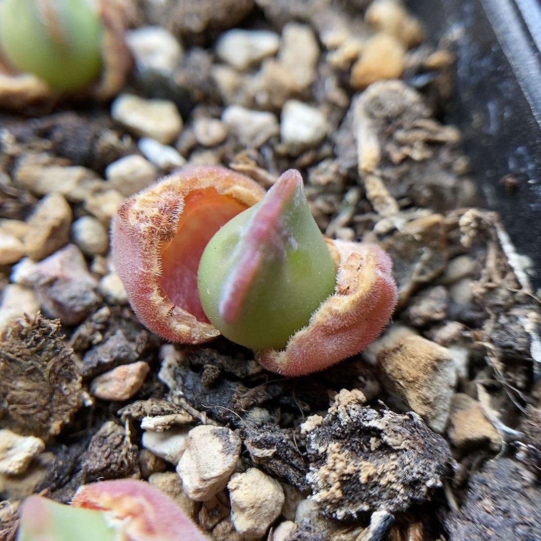 793大眼睛一颗二蜕苗子包邮