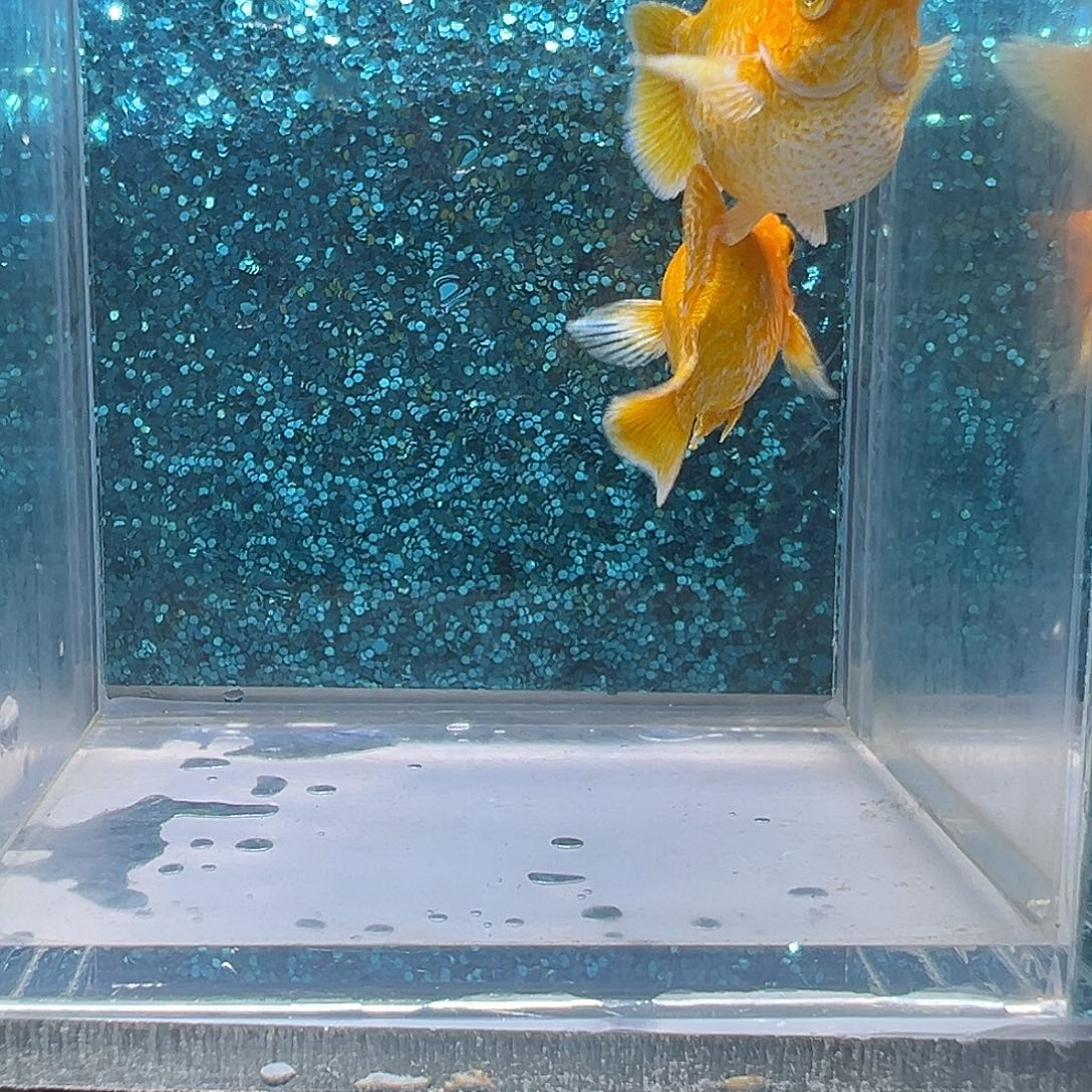 孔雀鱼黄金玛丽一对00102