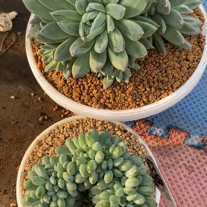 红***雪88888888888888888