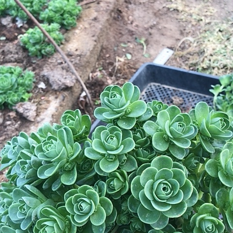 山地玫瑰二棵多肉植物4