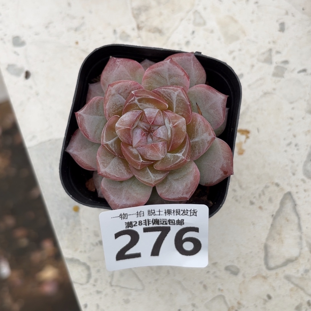 柠檬珍妮无盆土发货