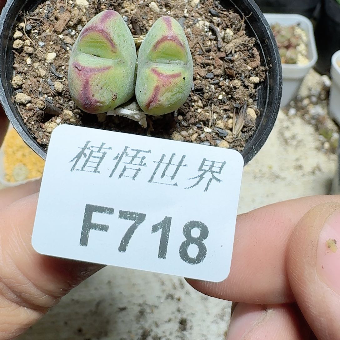 718号多肉植物哇c