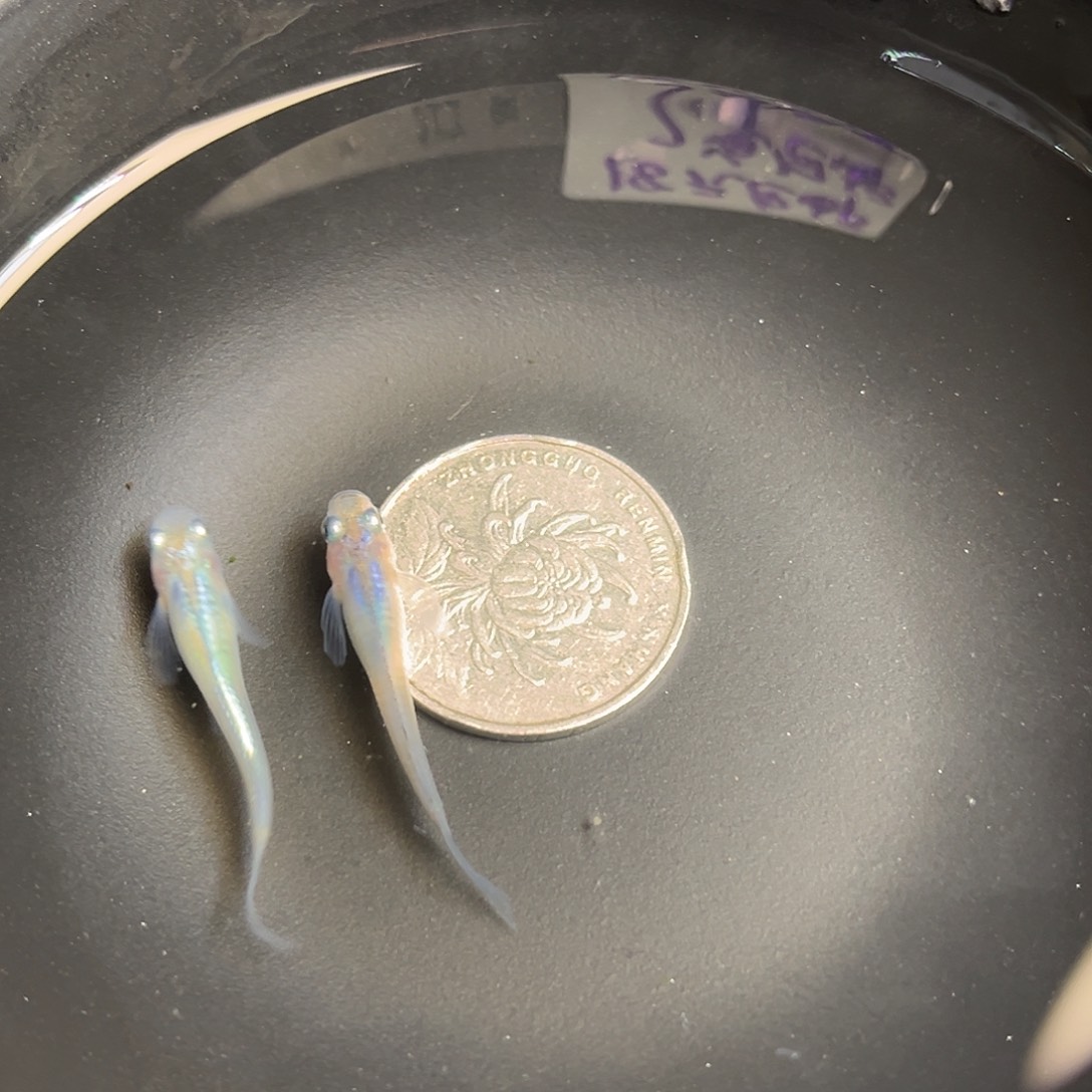 青鳉鱼松井长鳍水滴2条