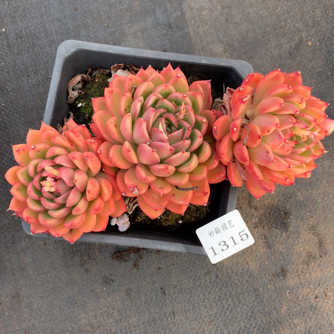 1315杂交精品基地18厘米