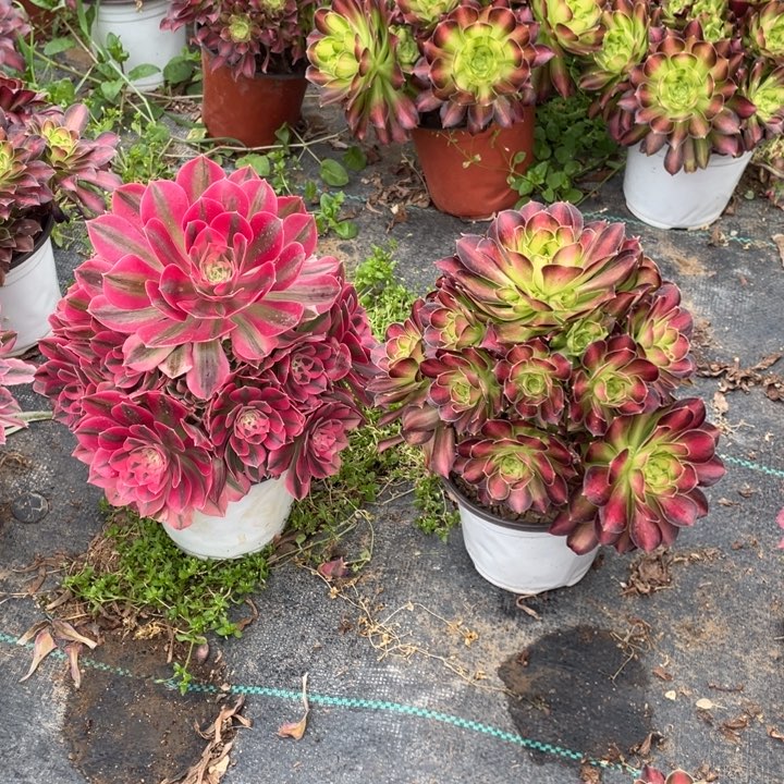 6号两颗老桩组合法师