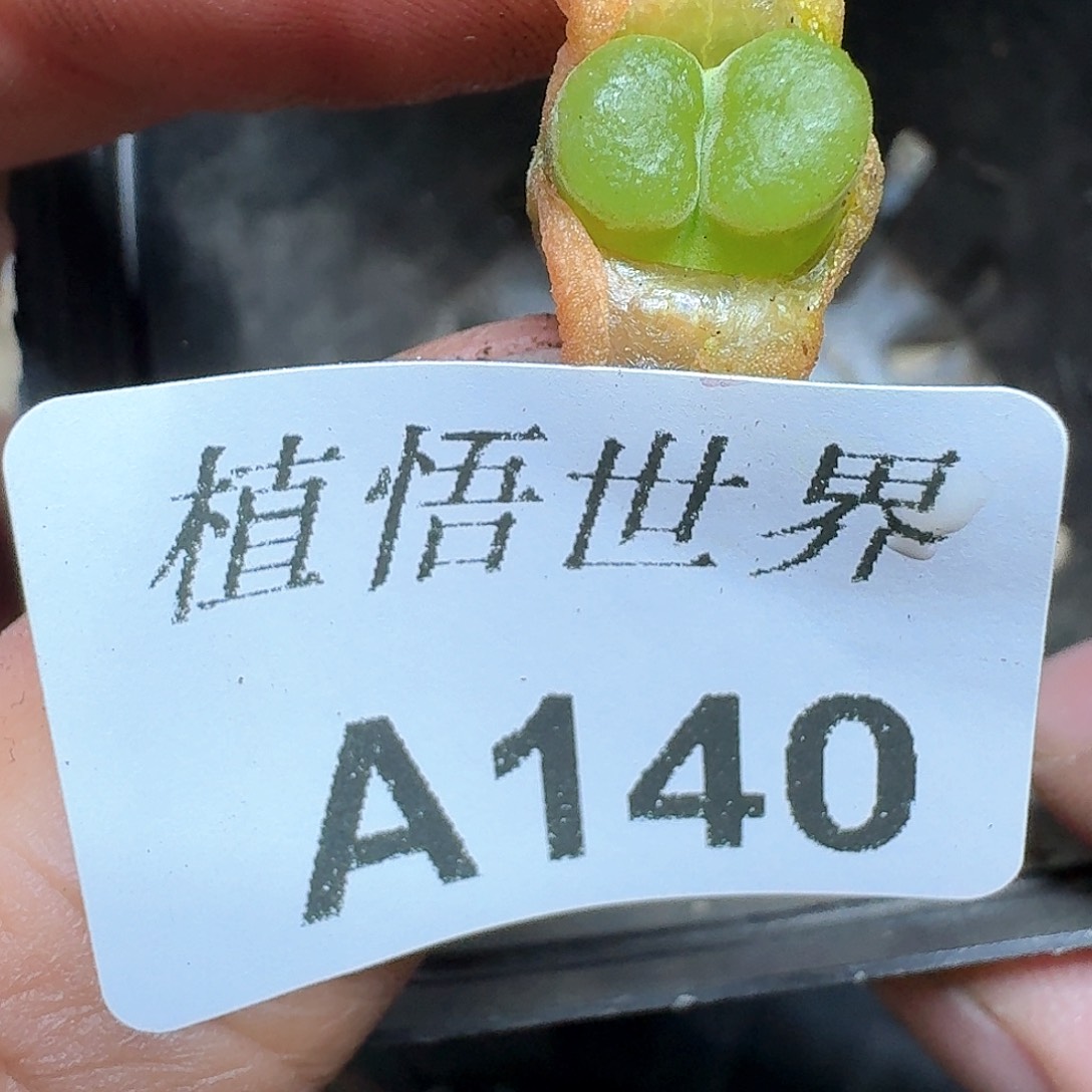 140盒多肉植物哇d g