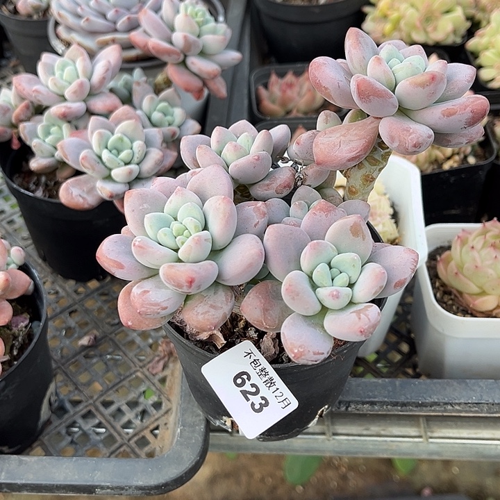 阿雅园艺。    623洛神