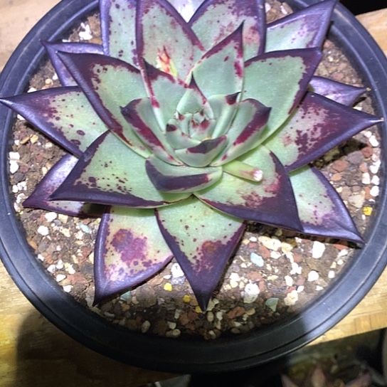 美肉特价活动开始啦