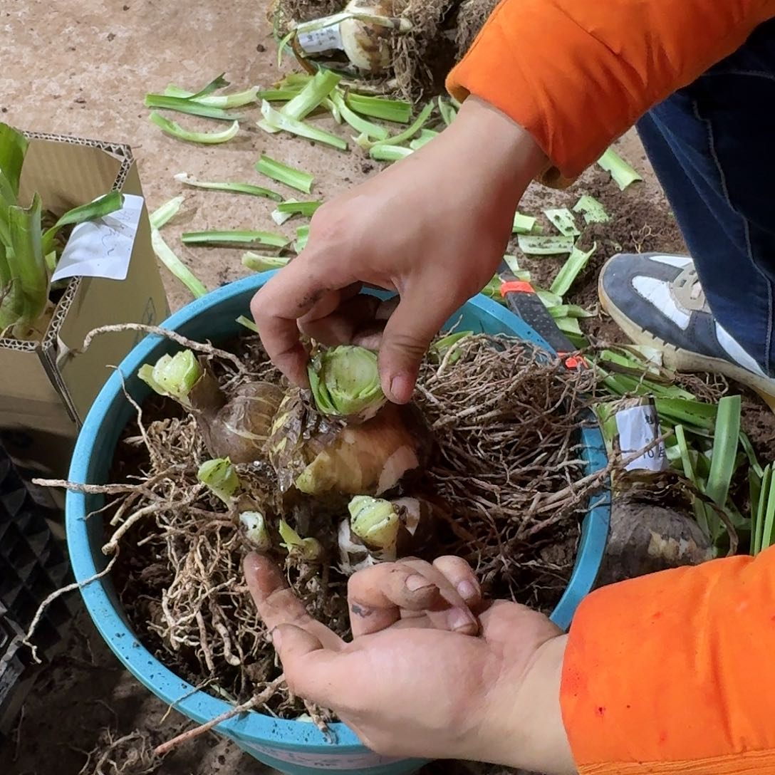 白勒鬼魅群开坨坨14号