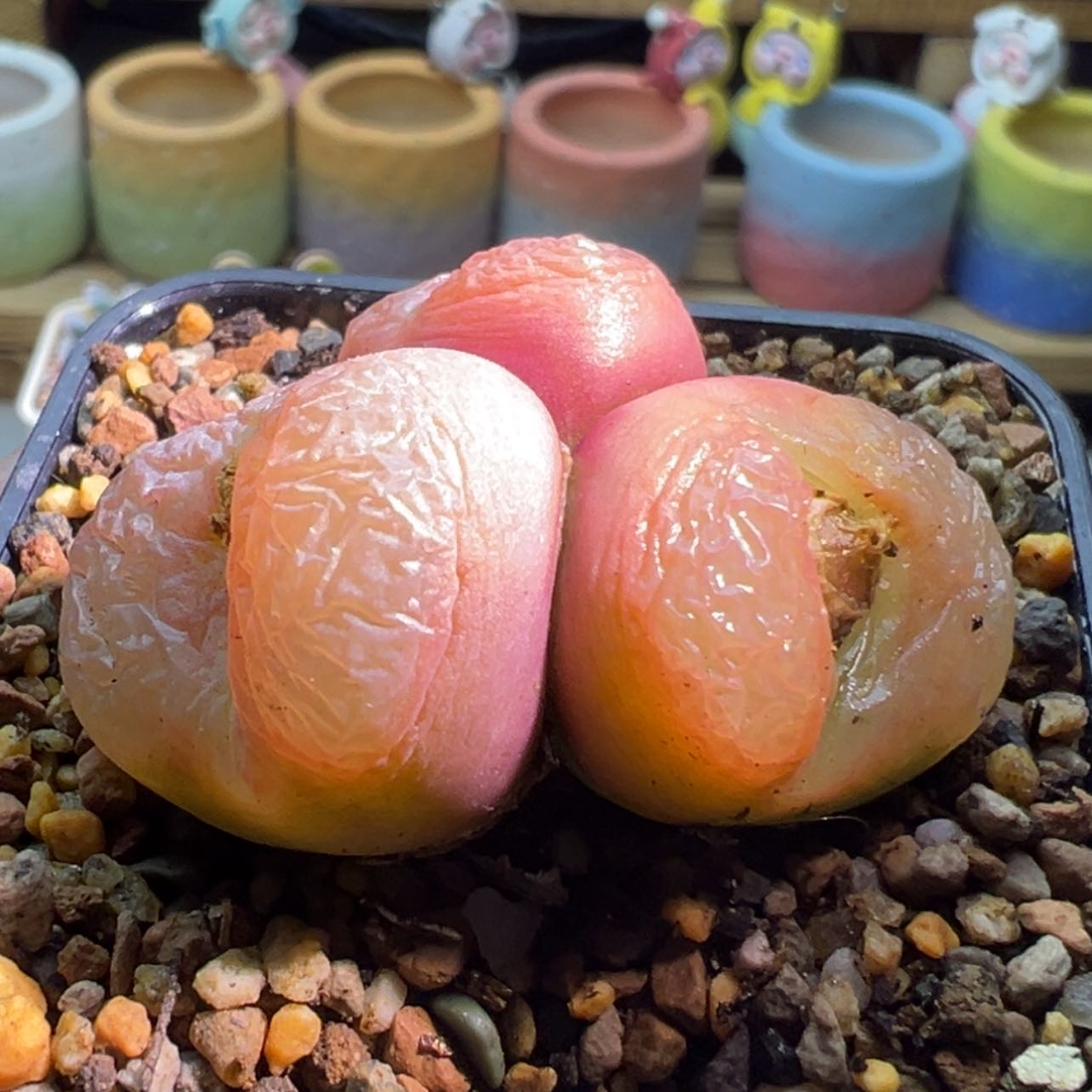 【闪购商品】用****4不炸飞