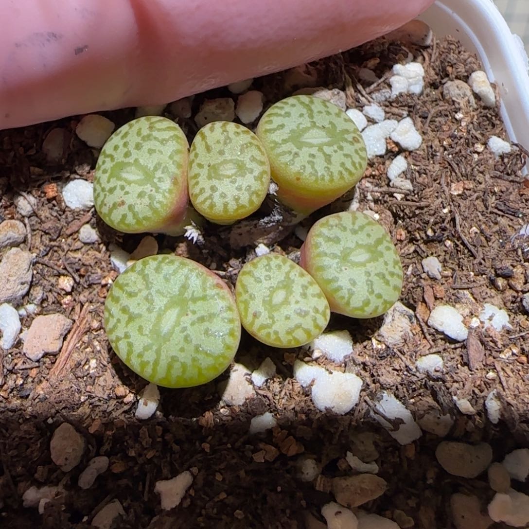 肉锥多肉植物百科-520