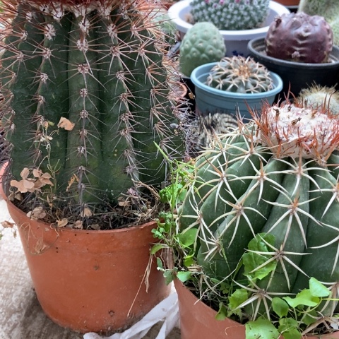 黄金云龙云仙人球45