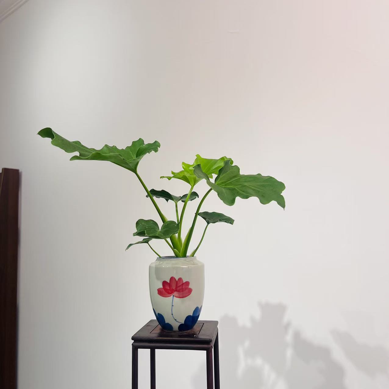 水培春雨室内好养加赠手绘荷花复古盆