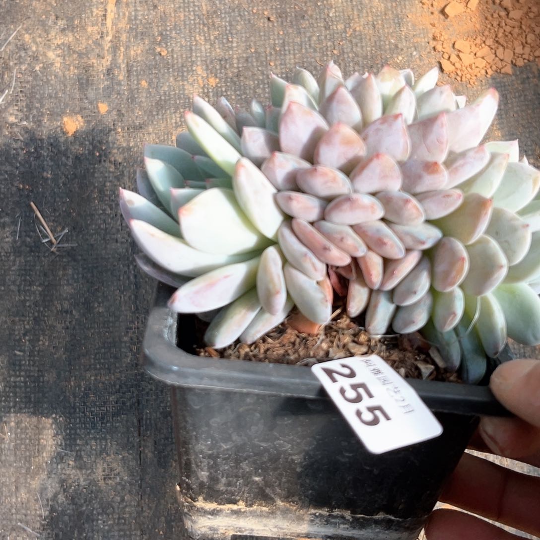 阿雅园艺。         255