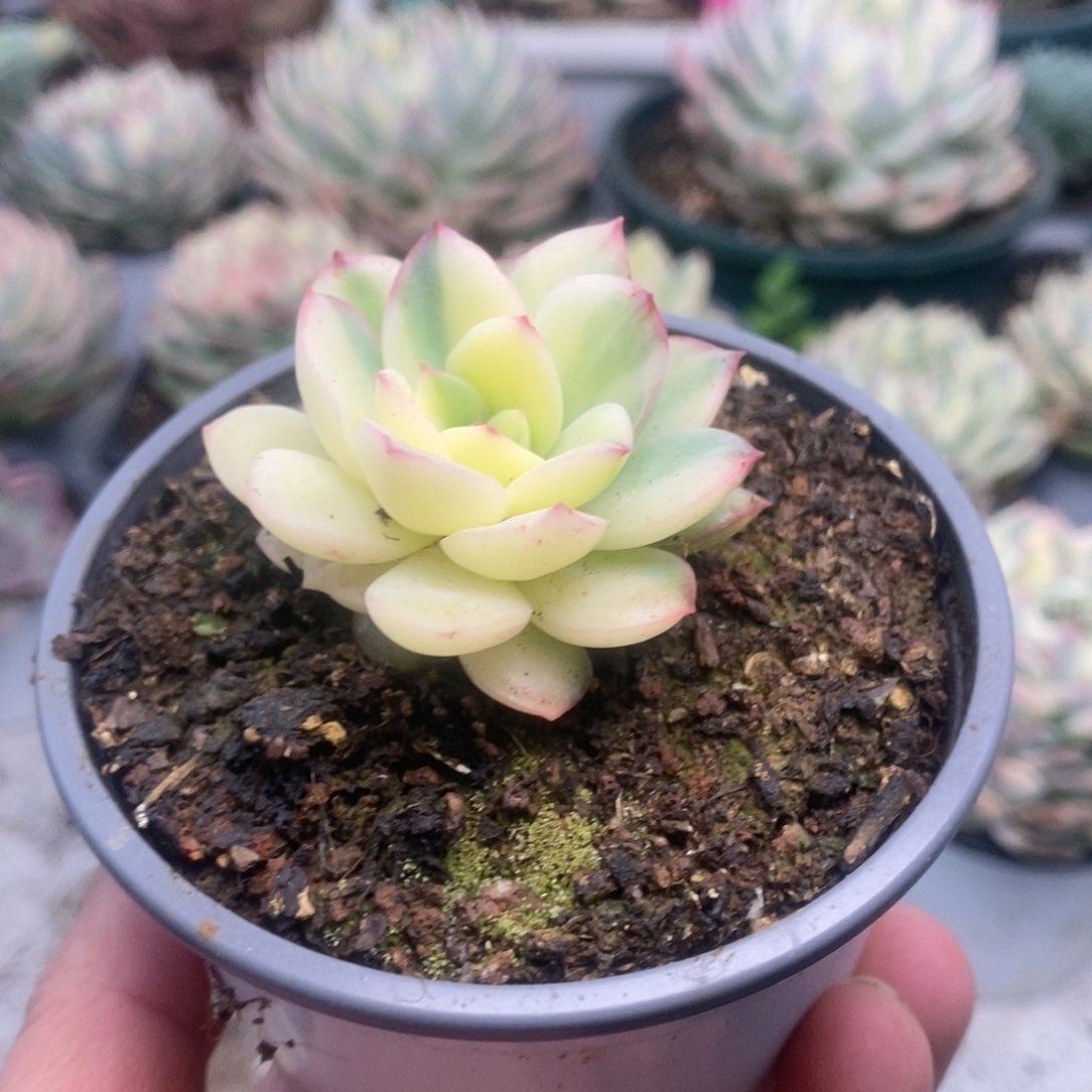 021雨燕座锦锦锦锦锦