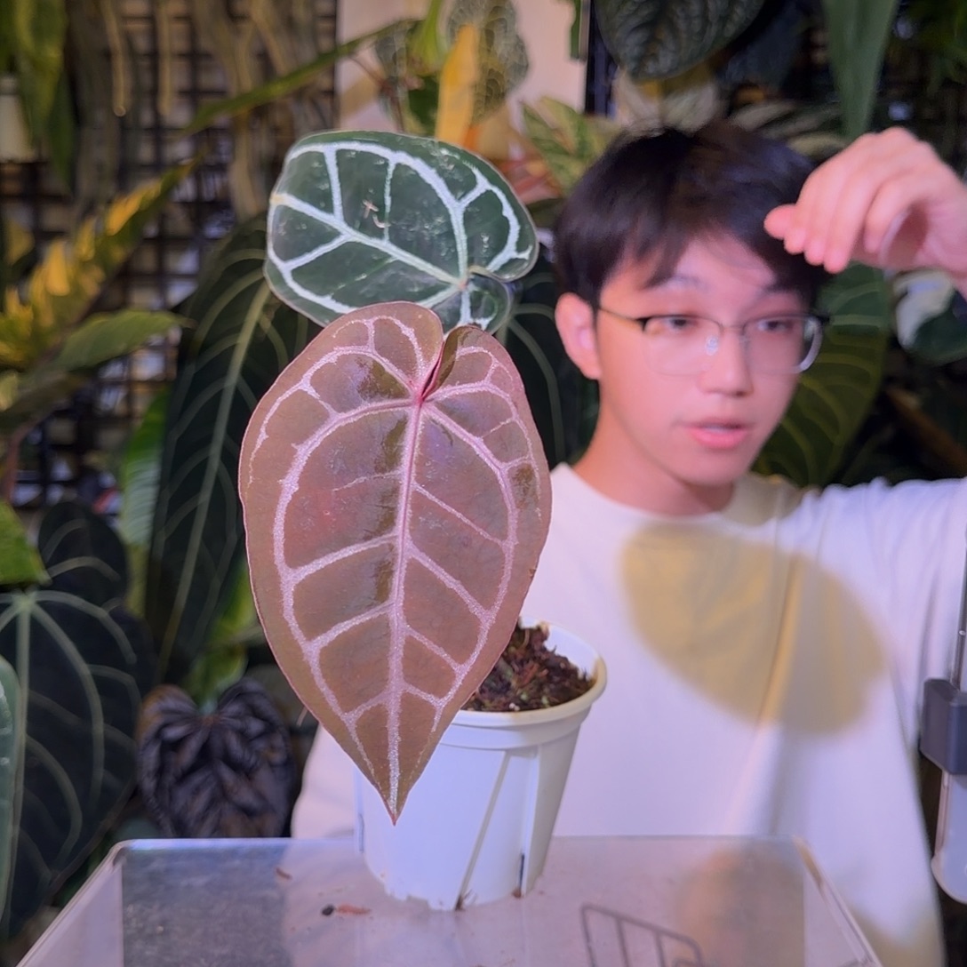 完全开放N195 米歇尔杂南美水晶