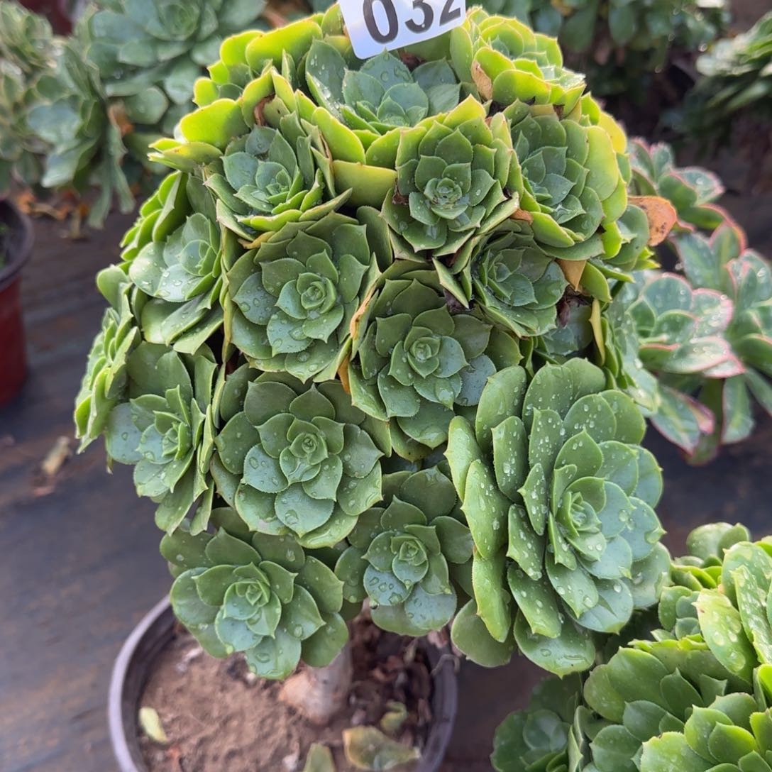 绿羊绒032满28包邮断枝不包