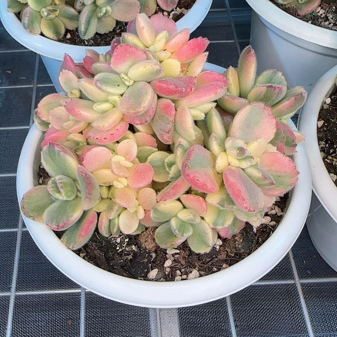 从前慢花园精选彩虹熊