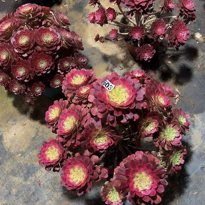 星*多肉五天姬503000