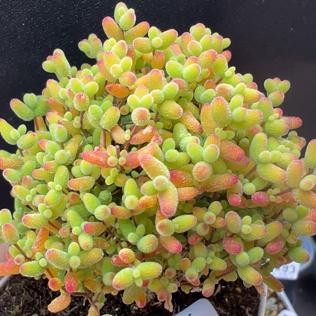 u988精控蜜橘糖球冠幅6.5cm