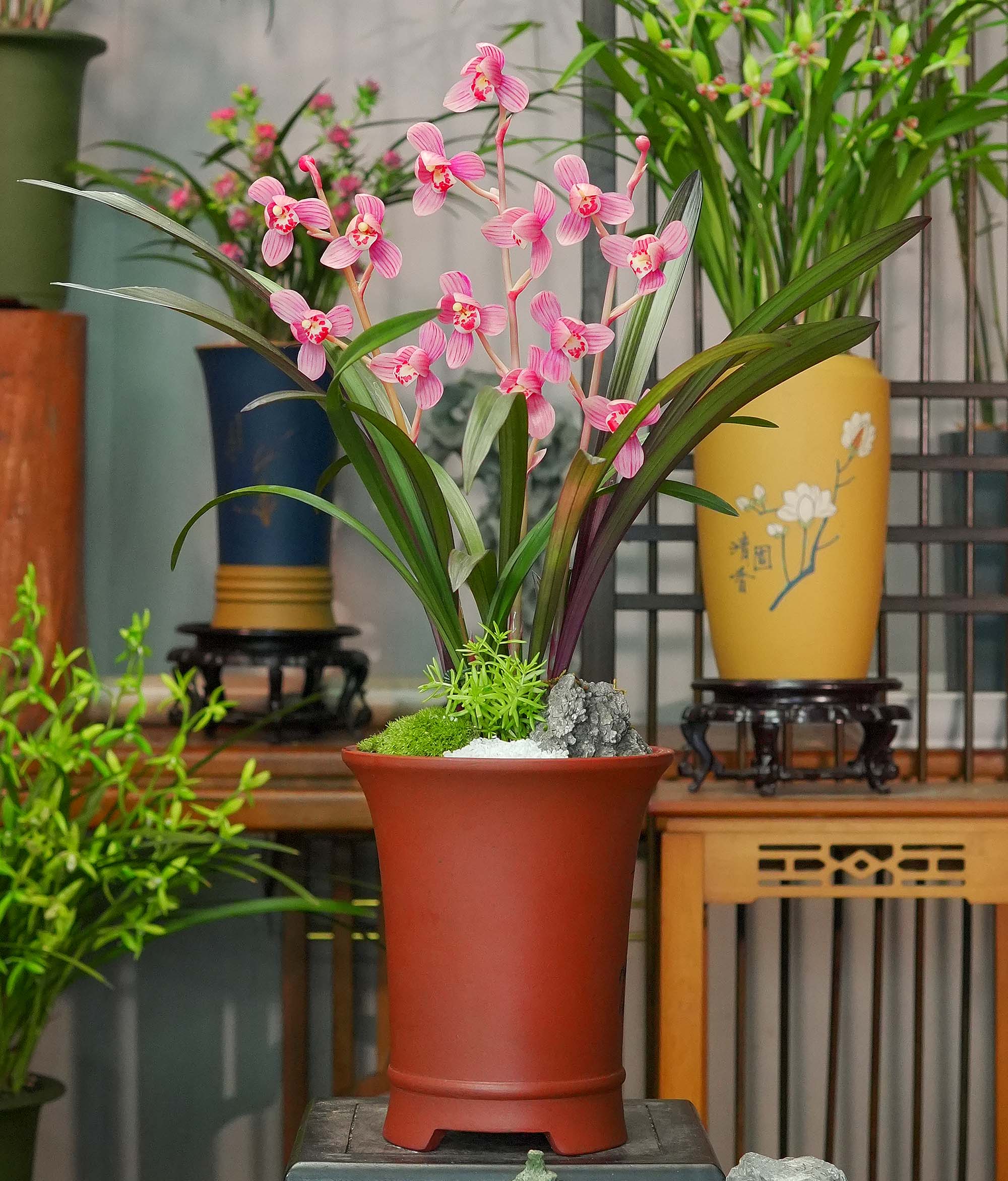 高端精品兰花 兰花红草红荷 雕刻故宫红紫砂花盆 浓香好养盆栽