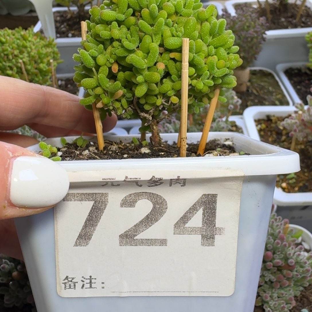 枝干枝干枝干枝干