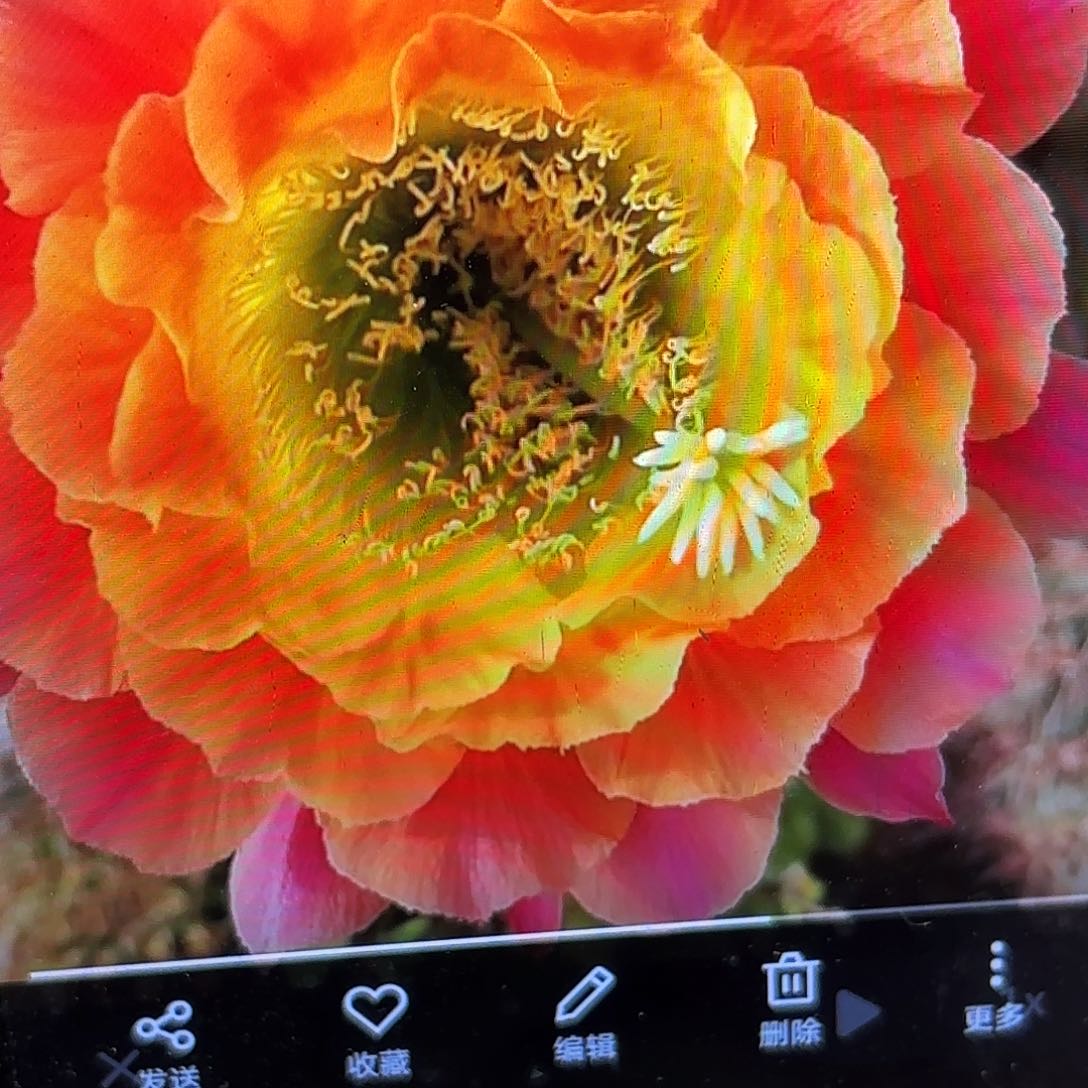 大满冠毛侧牙20包邮47