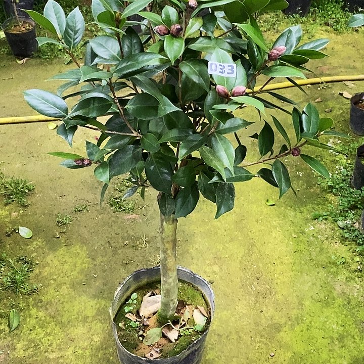 超墨。        033。 