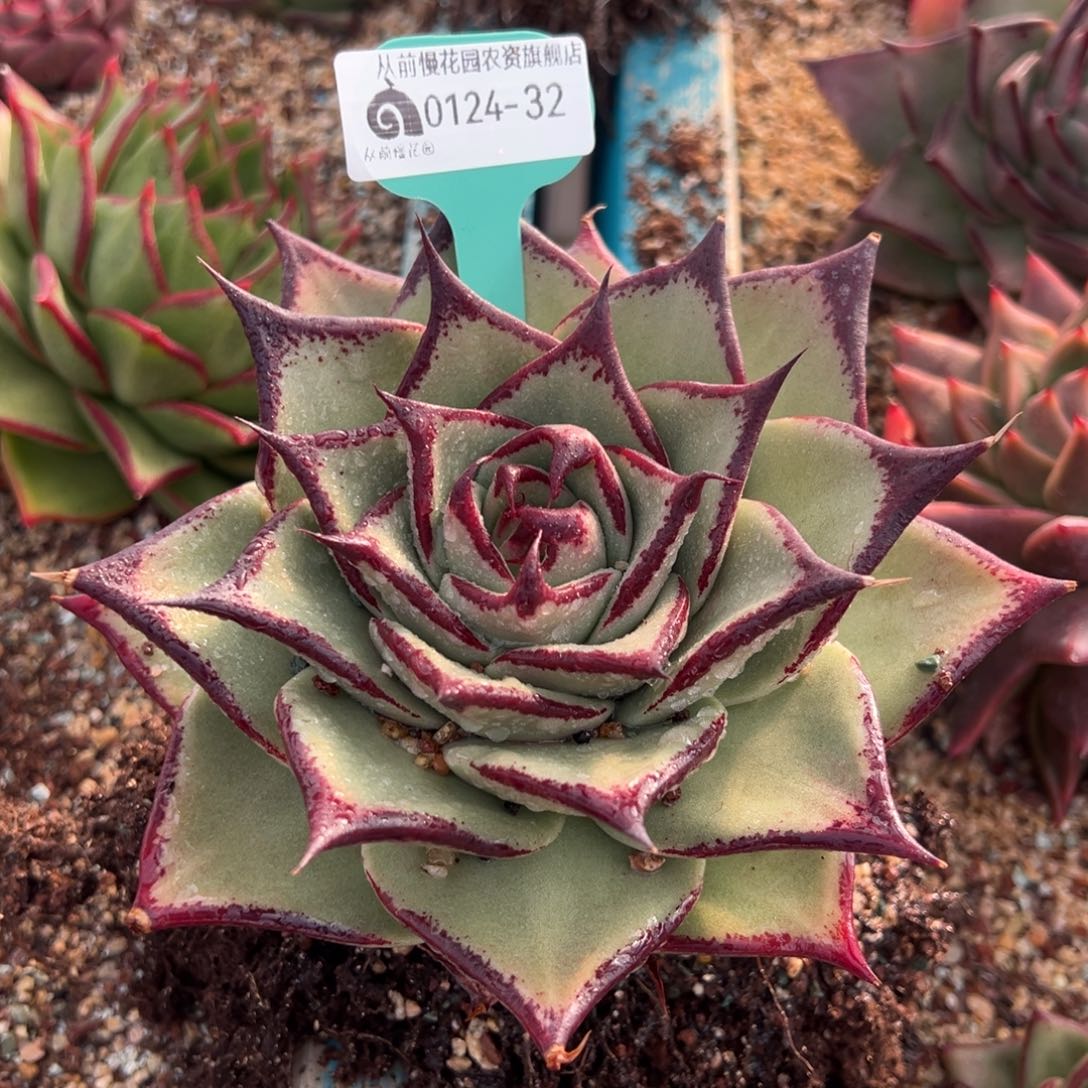 从前慢多肉精选编号0124.32