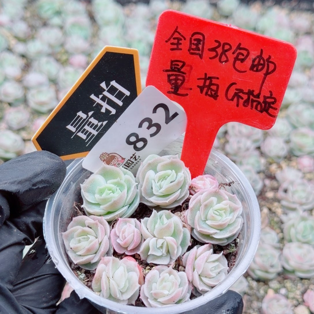 多肉植物多肉植物