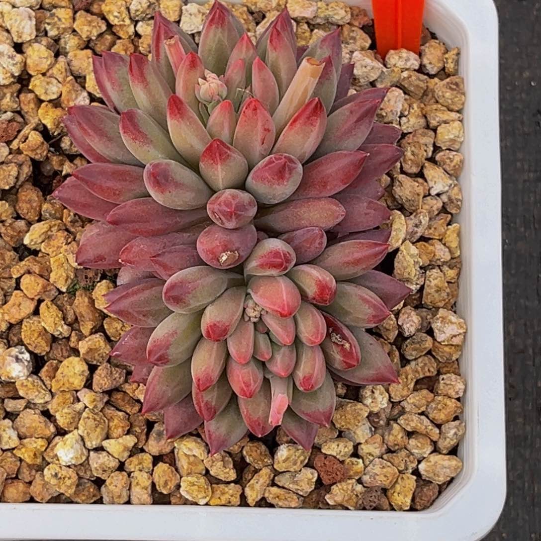 2523号上午多肉植物群生