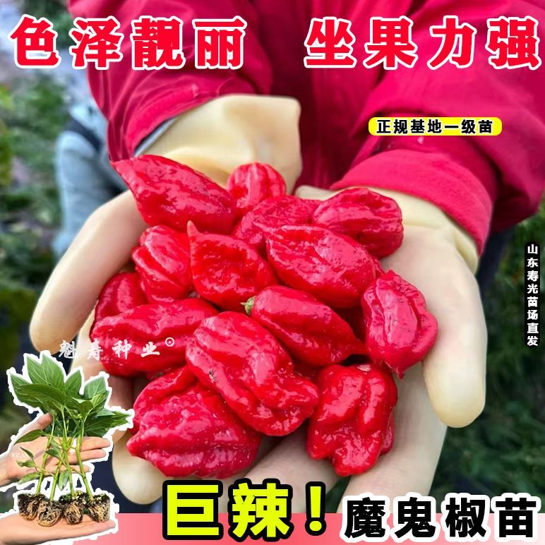 印度巨辣黄魔鬼辣椒苗秧带土球红魔鬼辣椒断魂椒种子四季阳台盆栽