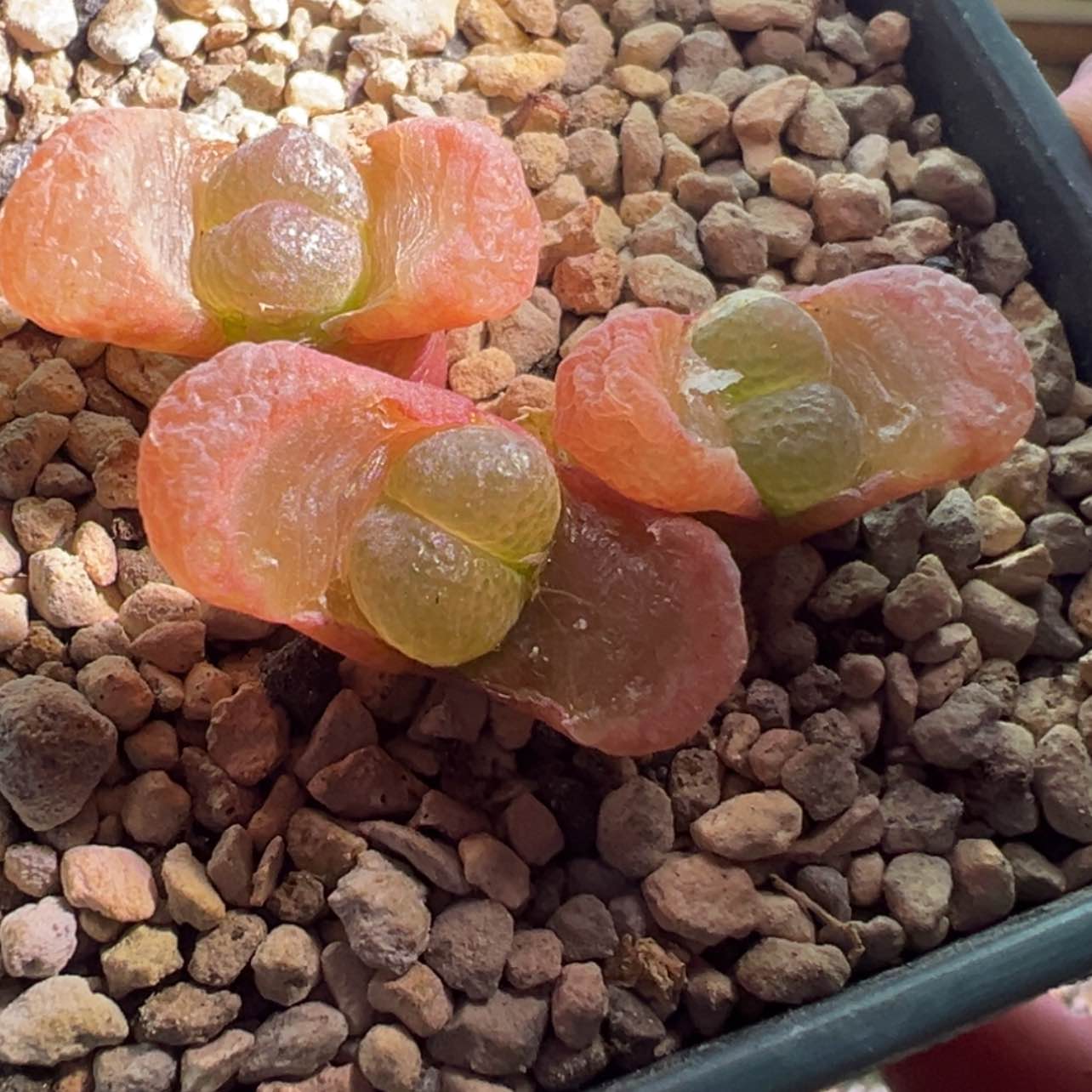 【闪购商品】炸福利