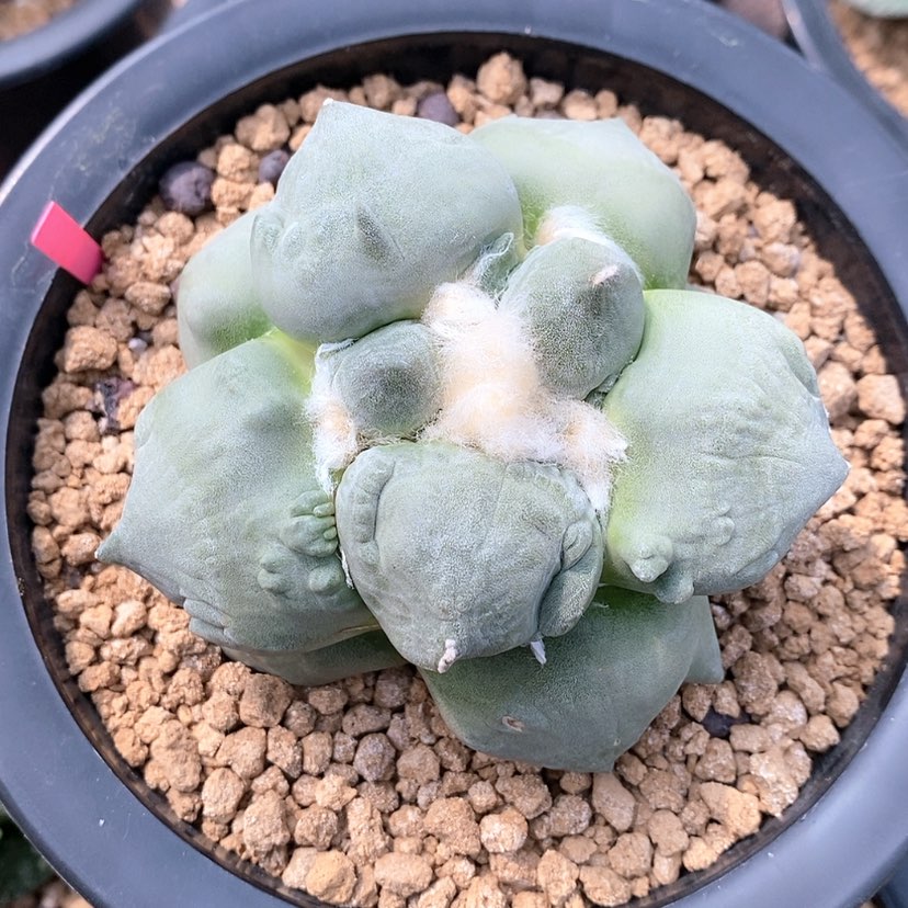 【闪购商品】自根蛋