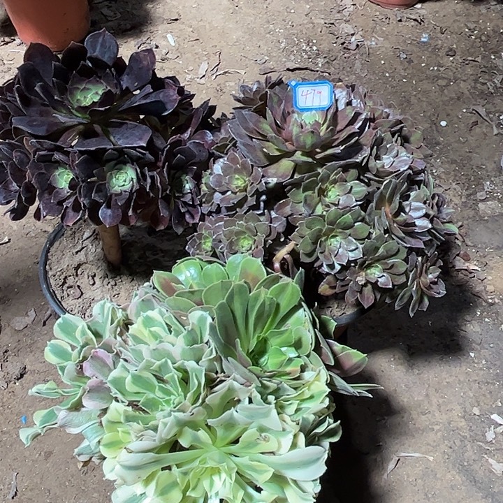 479多肉植物瑕疵特价，