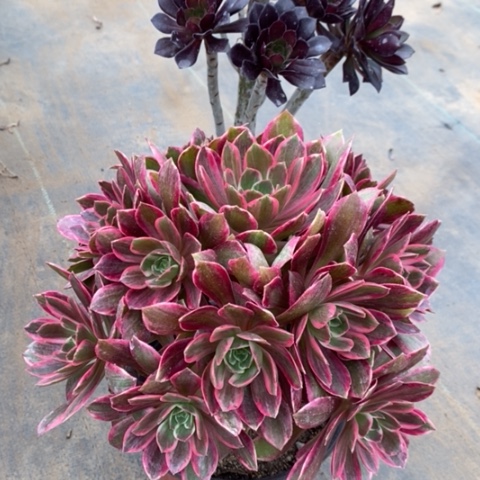 浣纱多肉植物070