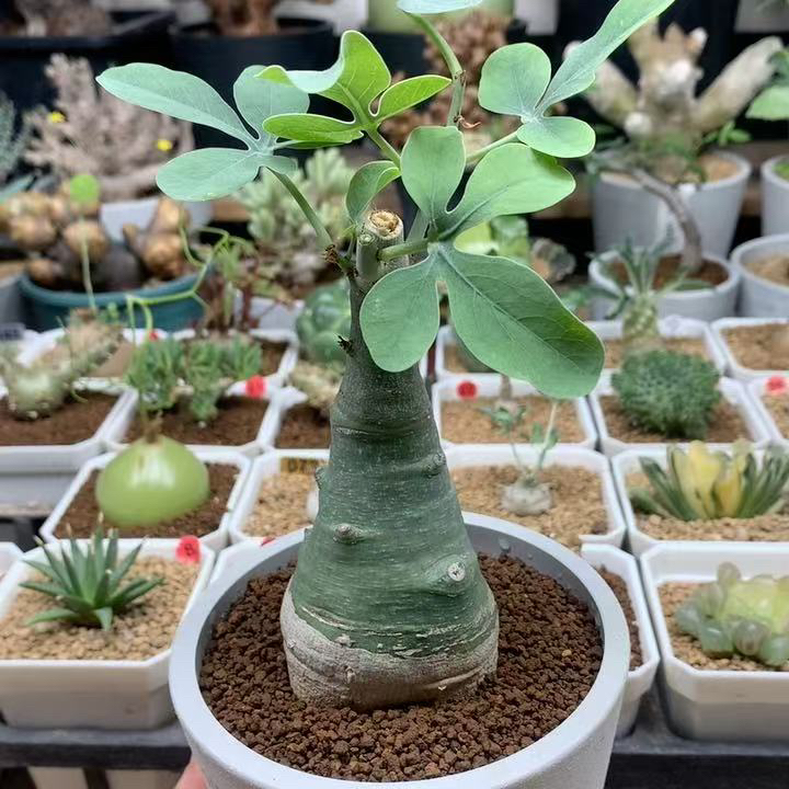 幻蝶蔓西番莲实生带盆5cm