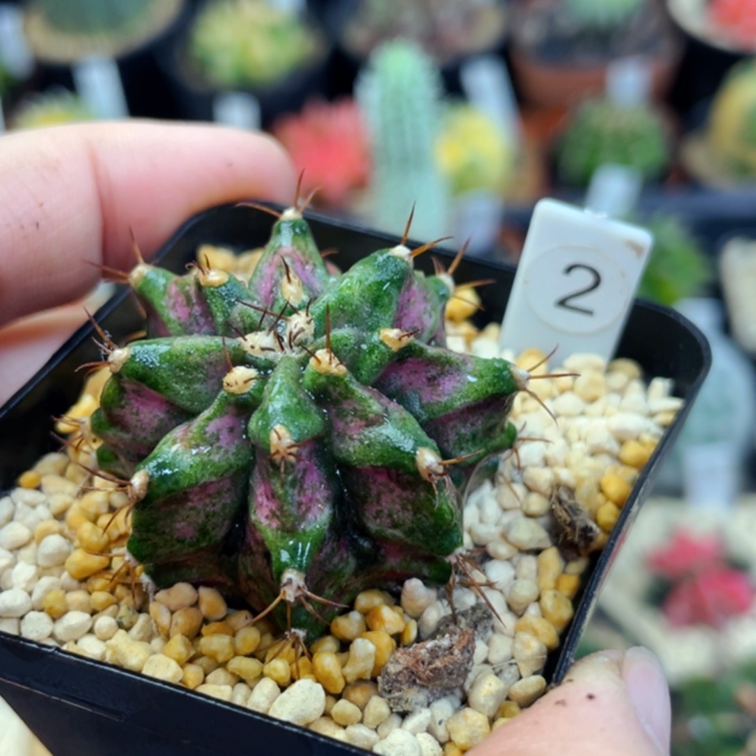 盆5公分满25包邮裸根发货