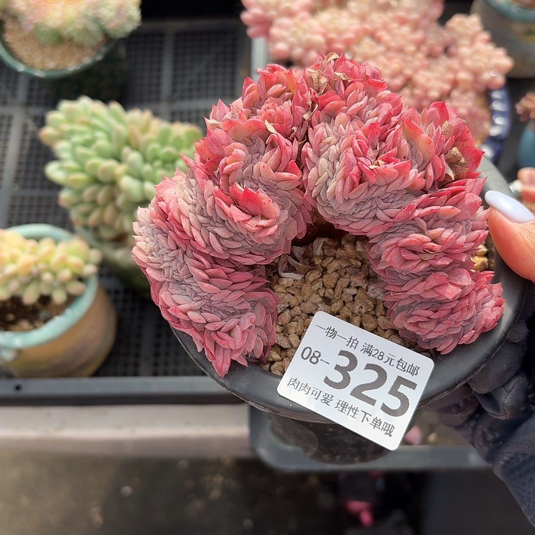 贝瑞缀无盆土发货