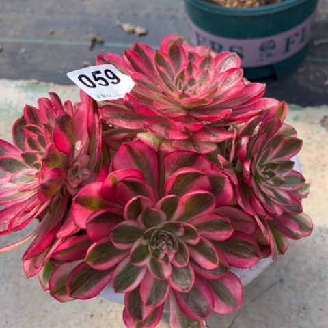 059倾城朵朵18厘米左右