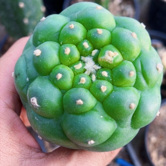 福利苗接佛头238