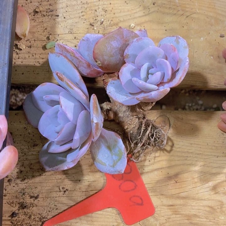 我在上课你呢么有