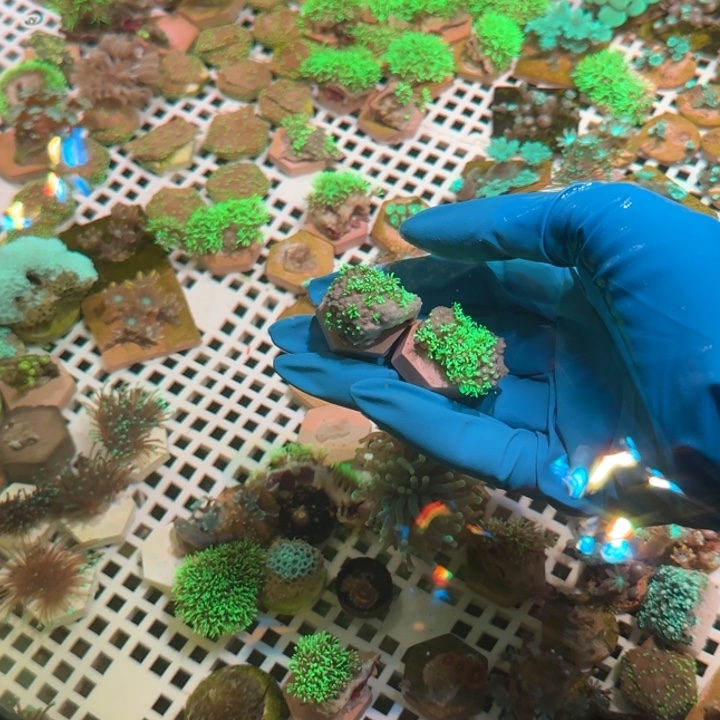 M***晨奶嘴海葵草皮22222