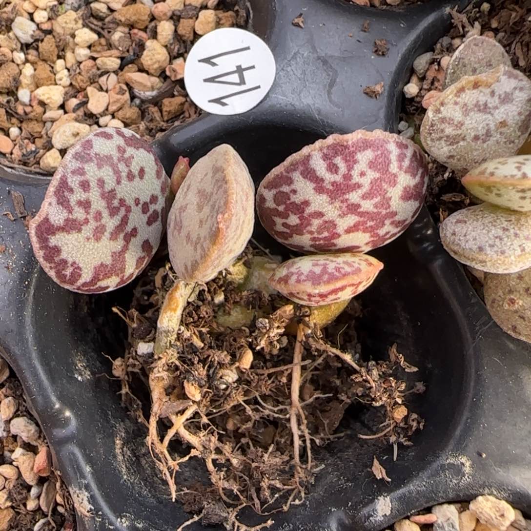 超级紫马蛋多肉植物水泡141